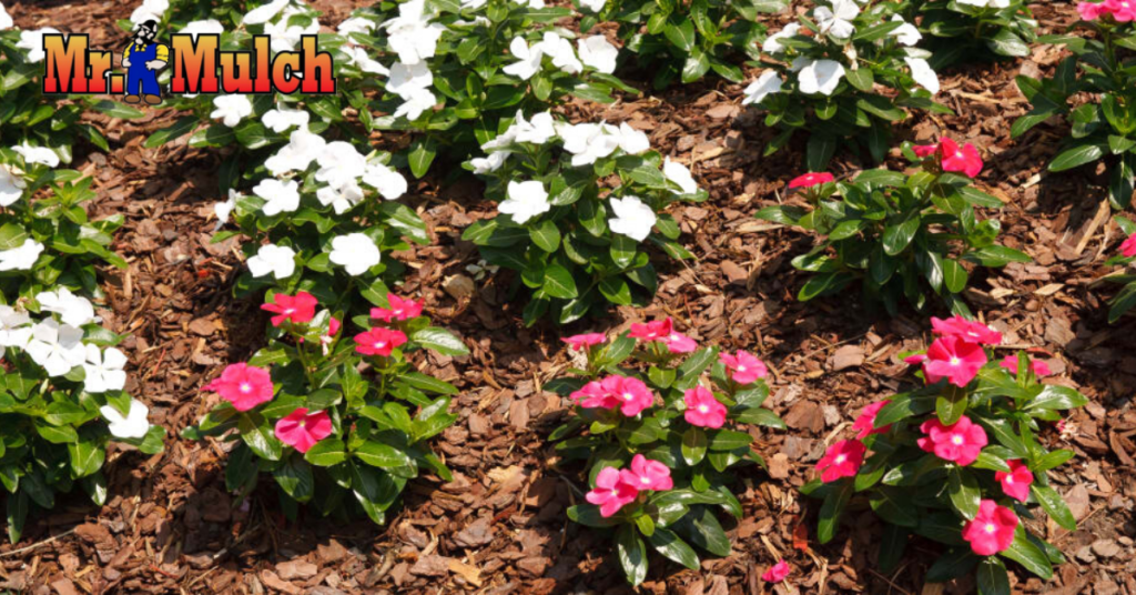What Flowers To Plant In Mulch! Mr. Mulch